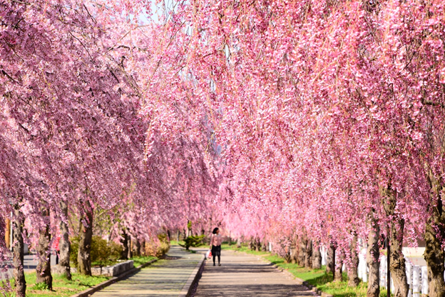 How to Celebrate Cherry Blossom Season in Japan